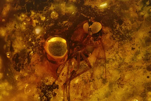 Застывшие во времени