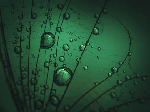 Туманный осадок