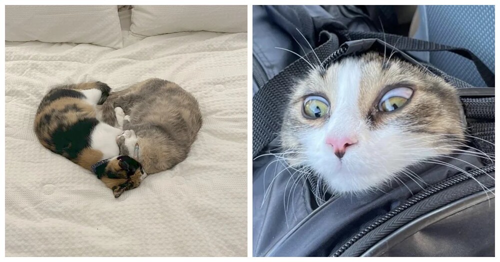 Кошачьи будни: 25 умилительных моментов, демонстрирующих, что коты делают что и когда хотят