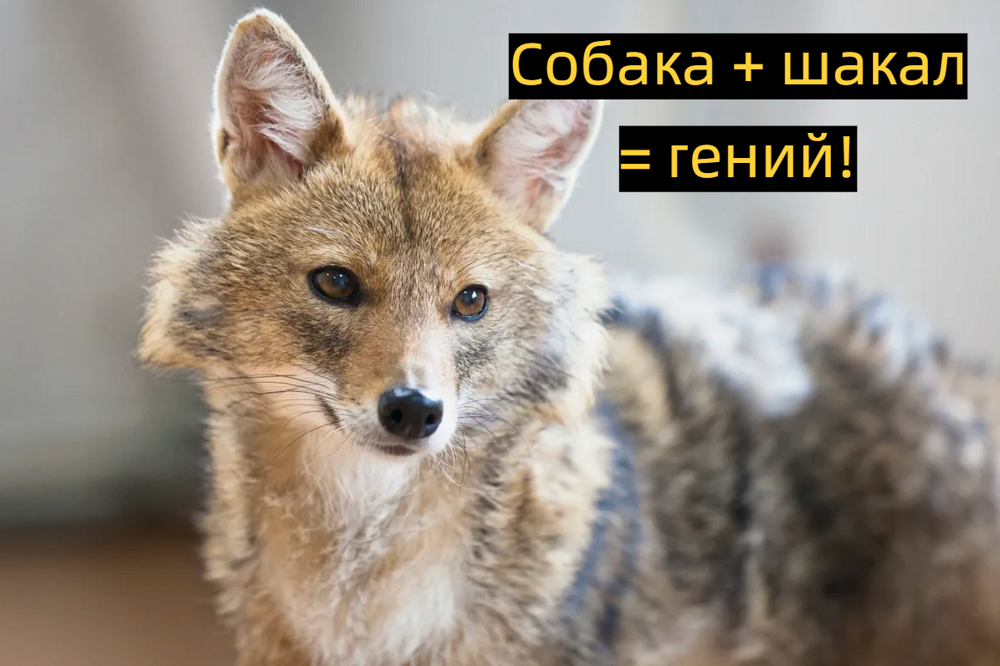 Шалайка: триумф советских учёных