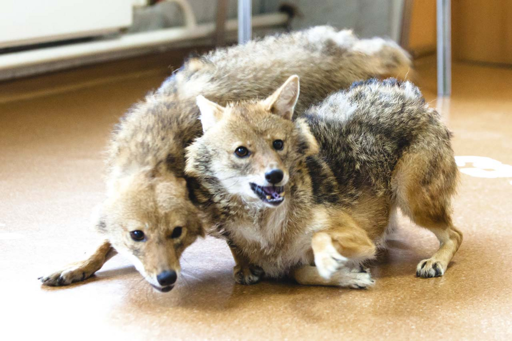 Шалайка: триумф советских учёных