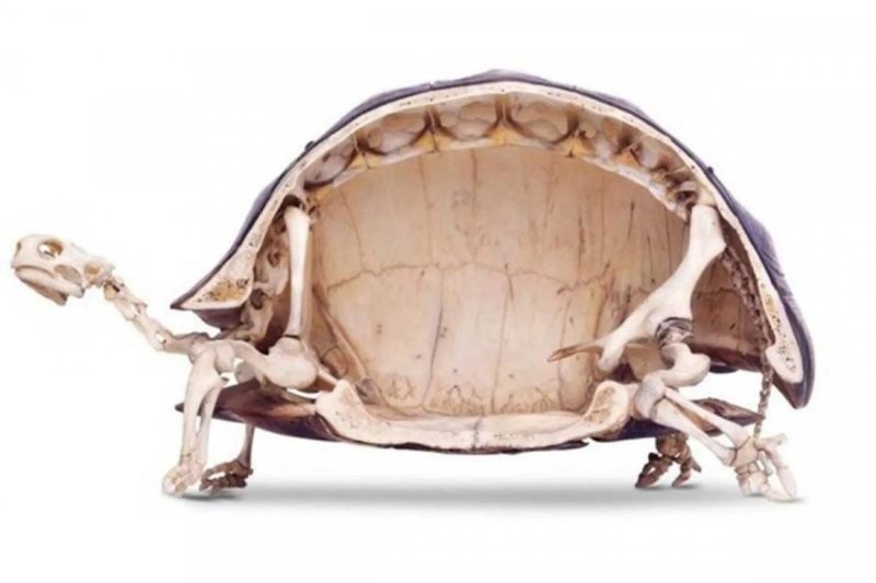 8. Внутреннее строение черепахи 8. Внутреннее строение черепахи