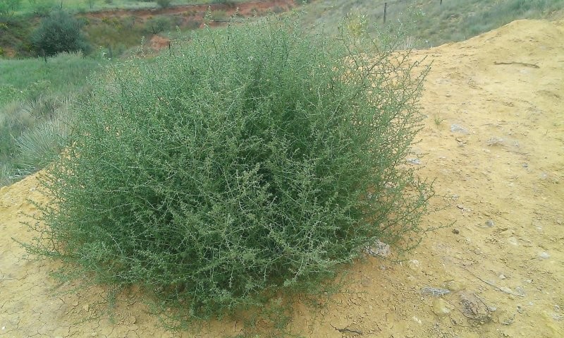 13. Солянка сорная - перекати-поле перед тем, как оторваться от земли и отправиться в бесконечное путешествие 13. Солянка сорная - перекати-поле перед тем, как оторваться от земли и отправиться в бесконечное путешествие