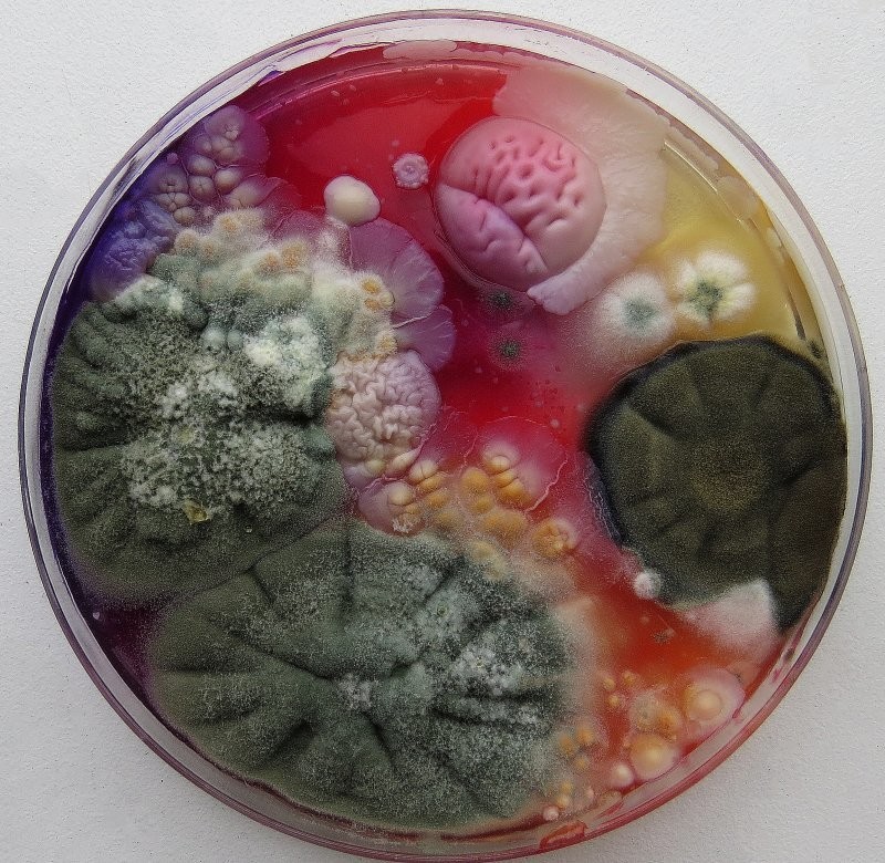 23. Плесень в чашке Петри 23. Плесень в чашке Петри