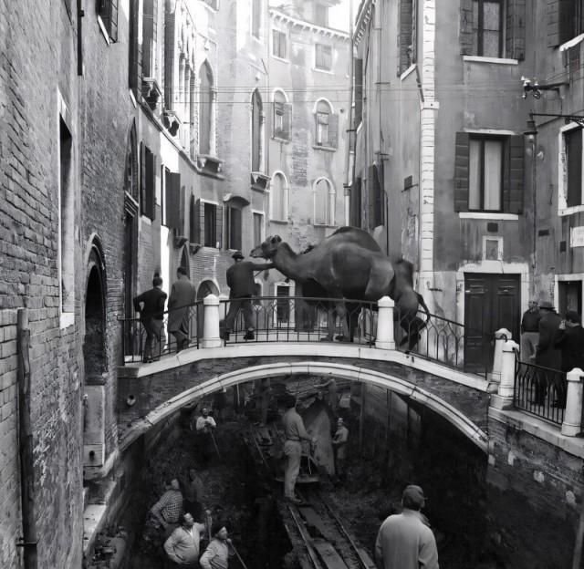 Верблюды участвуют в очистке венецианских каналов. Италия, 1956 год.