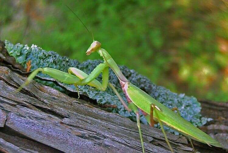 Что делать если увидел богомола. Закавказский древесный богомол. Источник изображения: wikimedia.org. Фото.
