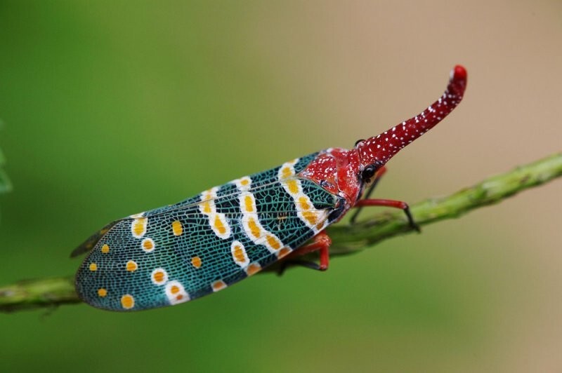 6. Красноносая цикада-фонарница 6. Красноносая цикада-фонарница