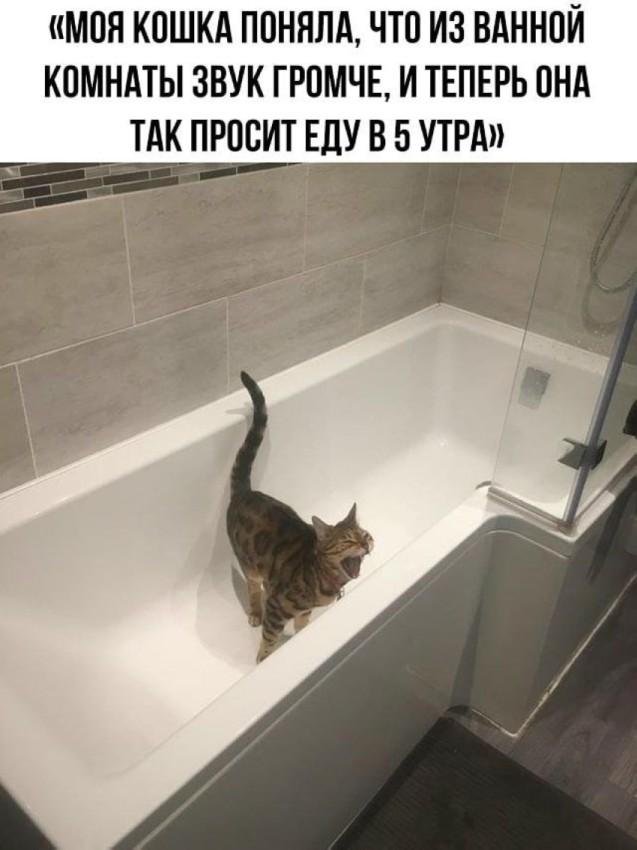 Веселые картинки