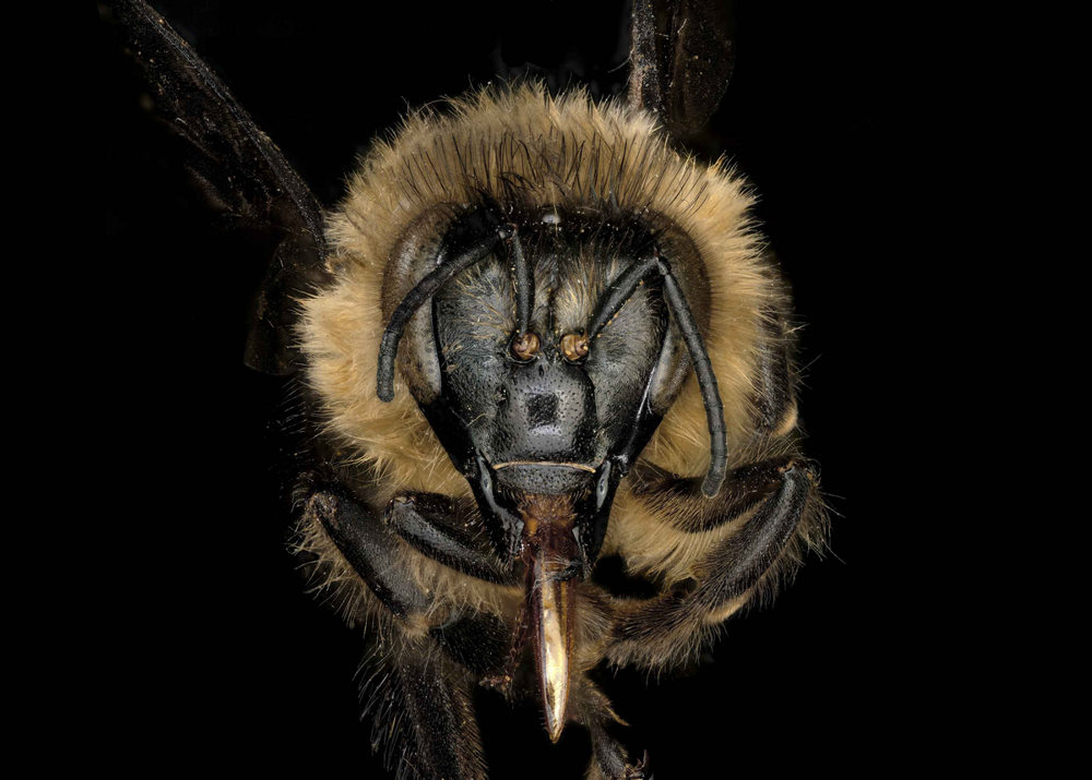 Гималайские пчёлы: их мёд вызывает галлюцинации, а их ульи — размером с человека! Гималайские пчёлы: их мёд вызывает галлюцинации, а их ульи — размером с человека!