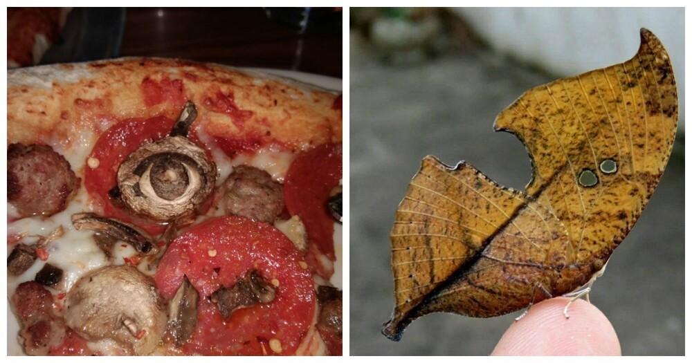 20 примеров оптических иллюзий, доказывающих, что наш мозг – это великий манипулятор