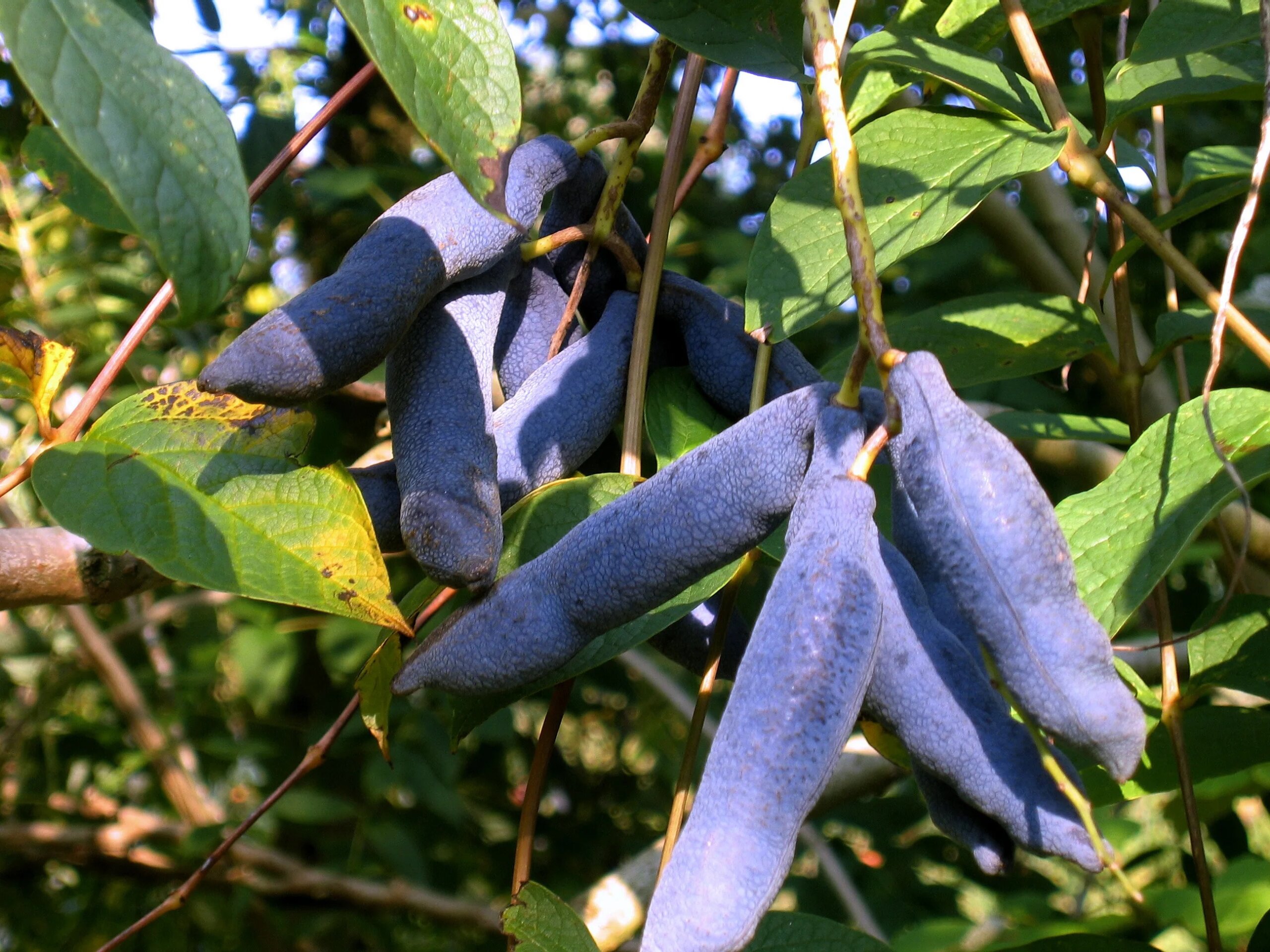 Что за фрукт «пальцы мертвеца» и почему он самый странный на планете. Декенея Фаргеза (плоды). Источник изображения: atelier-dueslaget.laerkestraede.dk. Что за фрукт «пальцы мертвеца» и почему он самый странный на планете. Декенея Фаргеза (плоды). Источник изображения: atelier-dueslaget.laerkestraede.dk. Фото.