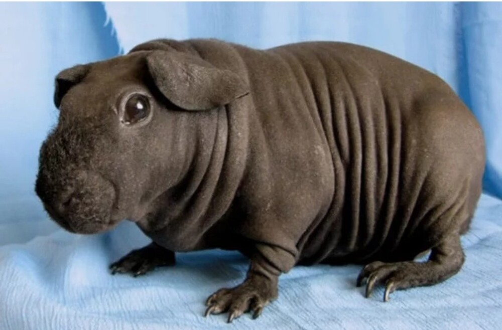 11. Скинни - порода бесшёрстных морских свинок