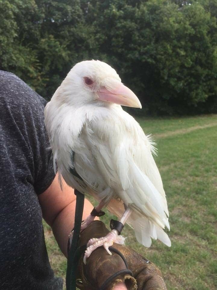 6. Ворон-альбинос