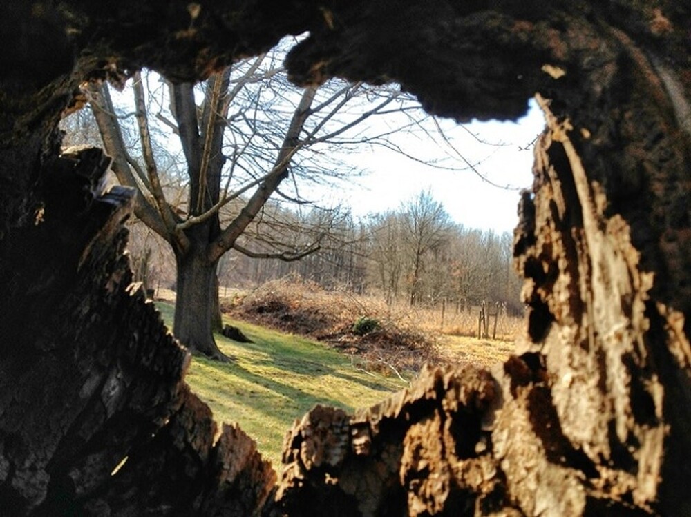 8. Вид на мир глазами птицы - из дупла, расположенного в стволе дерева