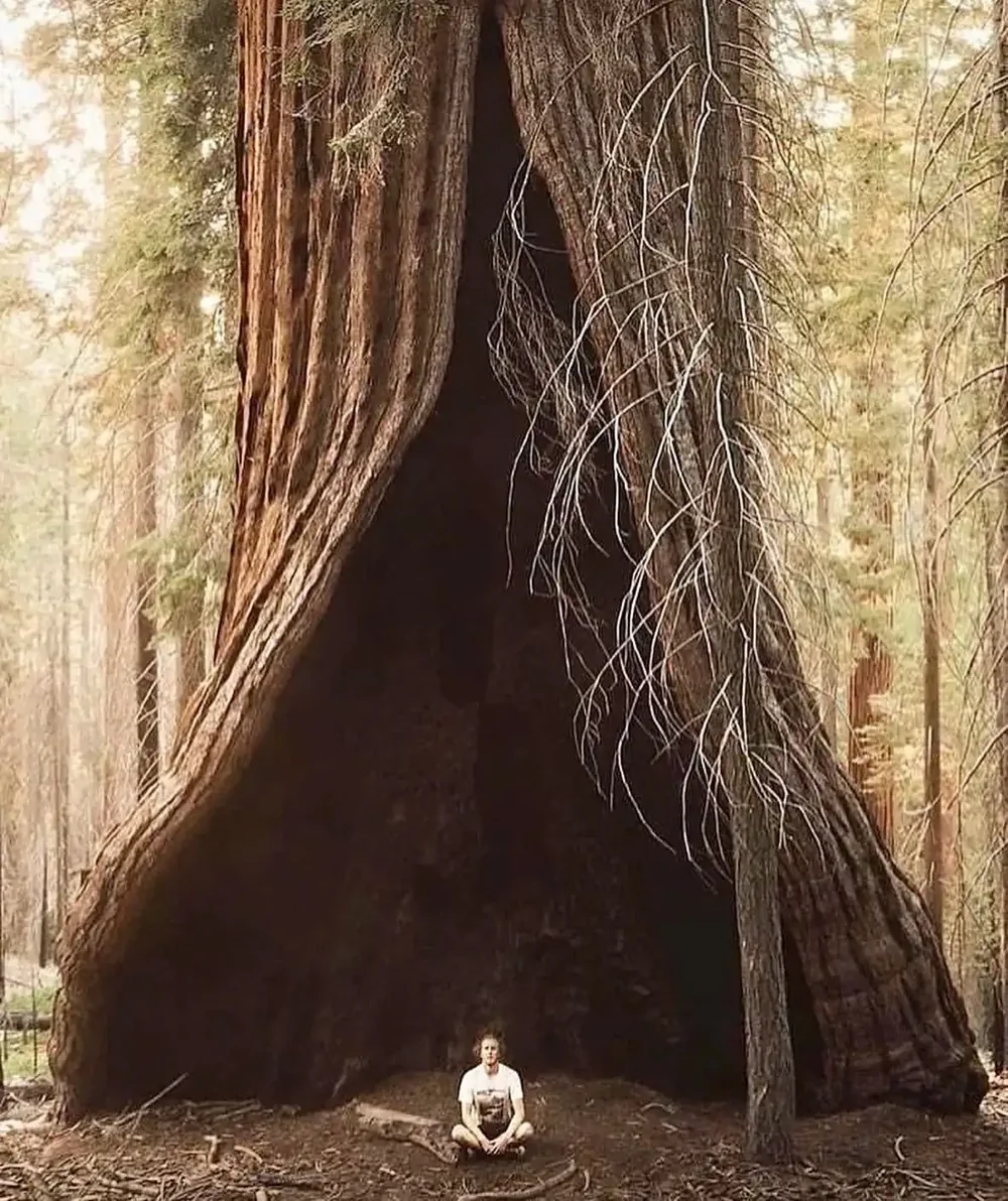 6. Гигантская секвойя - род древесных растений семейства Кипарисовые 6. Гигантская секвойя - род древесных растений семейства Кипарисовые