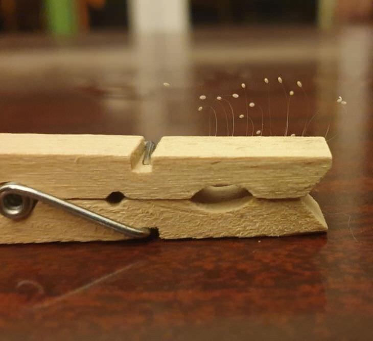 14. Грибы, растущие на прищепке для белья: природа всегда найдет способ проявить себя 14. Грибы, растущие на прищепке для белья: природа всегда найдет способ проявить себя