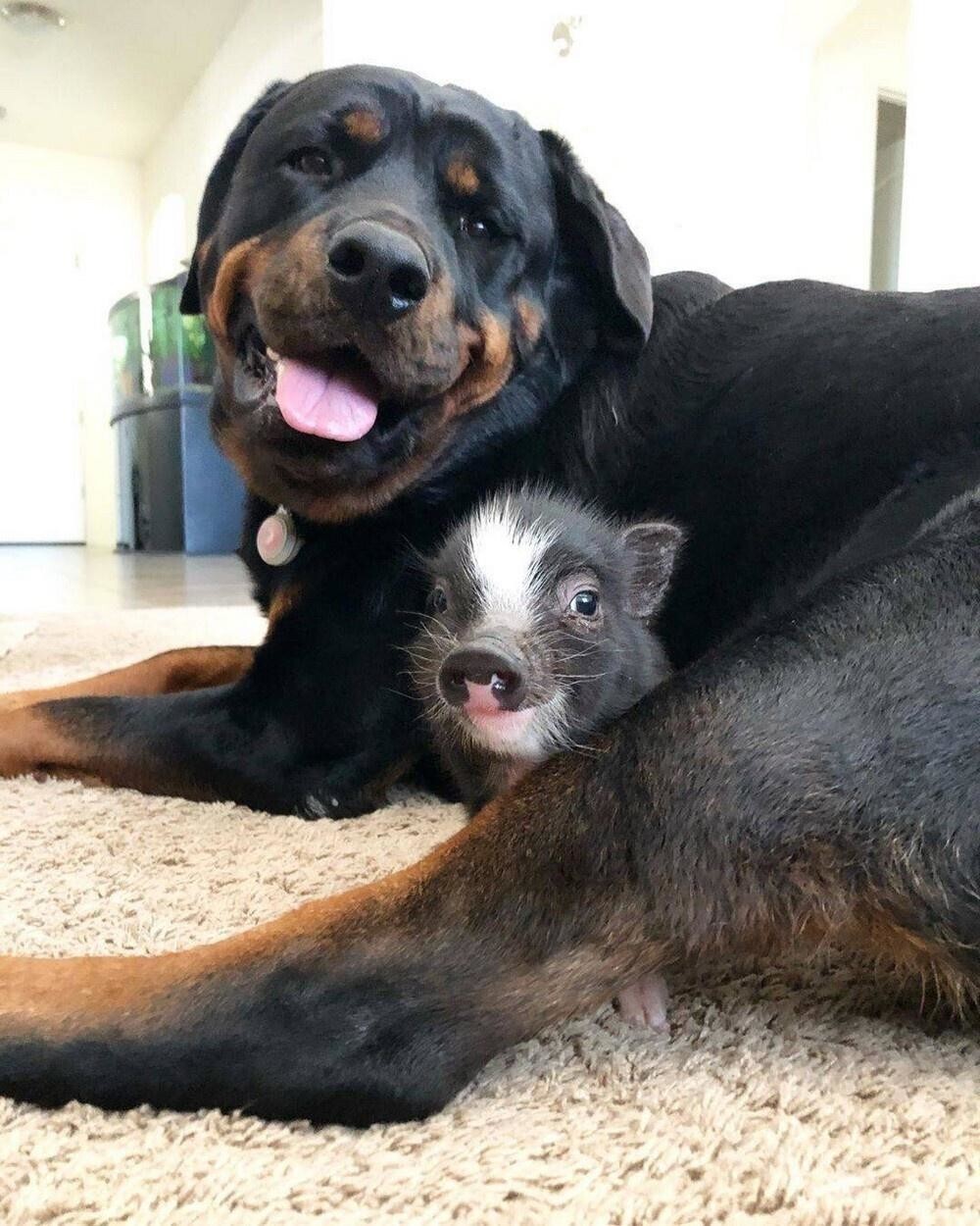 17. Разные виды дружбе не помеха