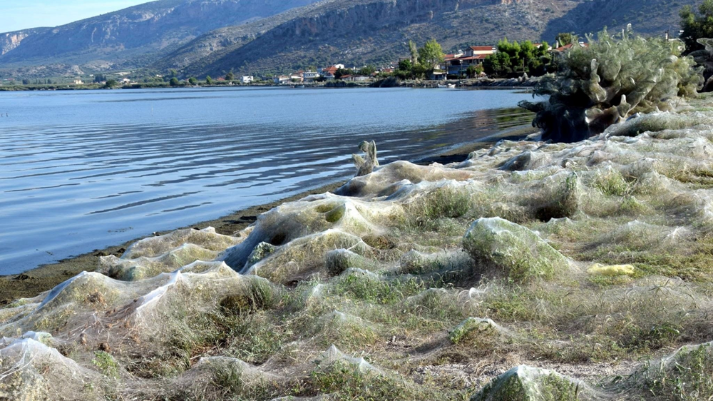 Паучий остров: километры паутины превратили эту землю в фильм ужасов Паучий остров: километры паутины превратили эту землю в фильм ужасов