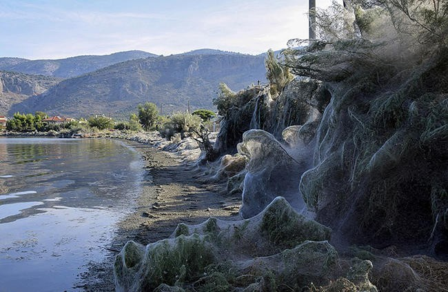 Паучий остров: километры паутины превратили эту землю в фильм ужасов Паучий остров: километры паутины превратили эту землю в фильм ужасов