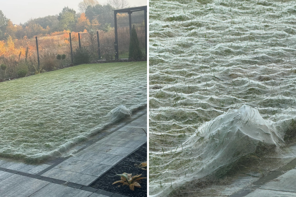 Паучий остров: километры паутины превратили эту землю в фильм ужасов Паучий остров: километры паутины превратили эту землю в фильм ужасов