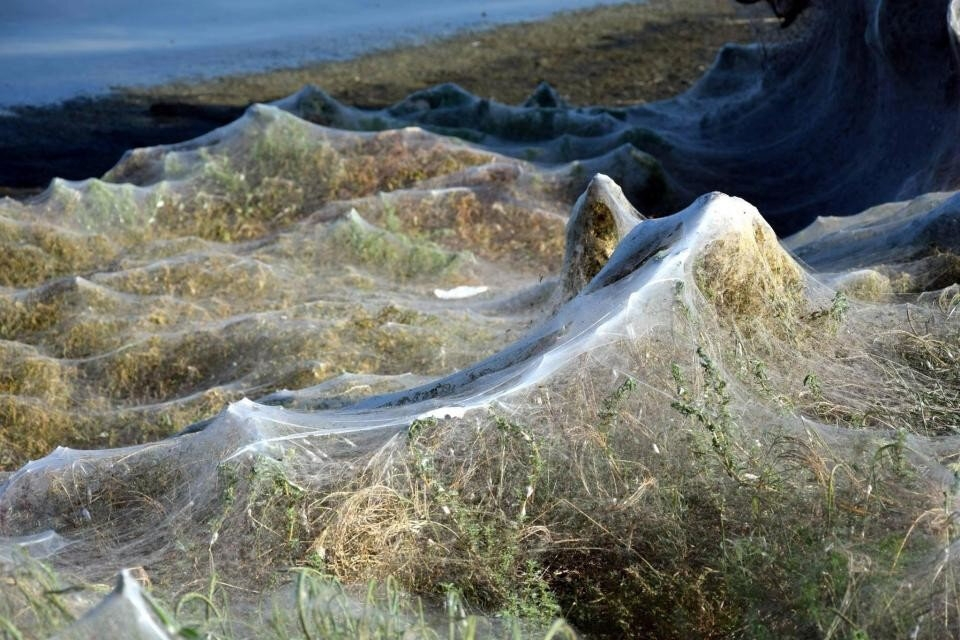 Паучий остров: километры паутины превратили эту землю в фильм ужасов Паучий остров: километры паутины превратили эту землю в фильм ужасов