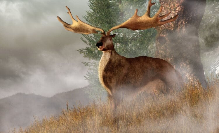 Самые большие олени на Земле. Примерный внешний вид большерогого оленя Megaloceros giganteus. Фото.