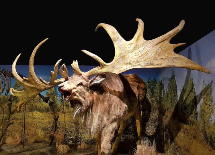 Для чего были нужны большие рога. Реконструкция внешнего вида древнего оленя. Фото.