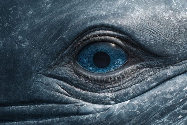 Ученые впервые обнаружили на Земле нечеловеческий язык с грамматикой