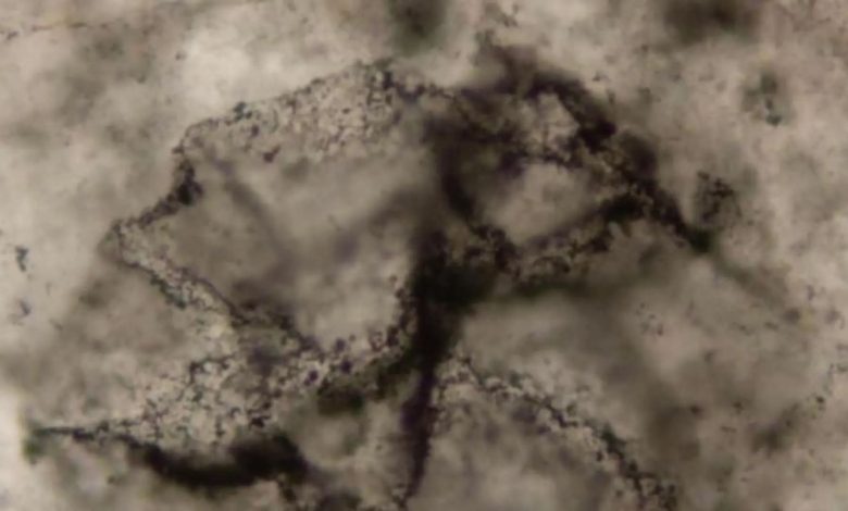 889686-2-780x470.jpg 889686-2-780x470.jpg