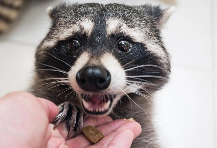Скоро эти животные перестанут нас бояться | Источник: Evgenii Bakhchev/Shutterstock/Fotodom.ru