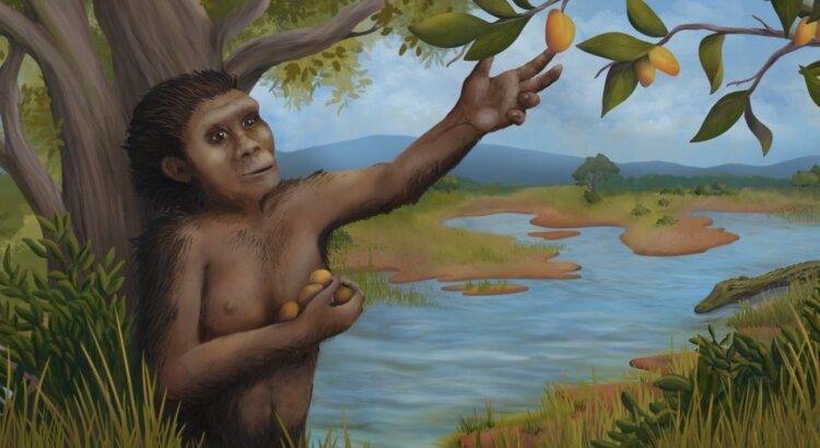 Люси умела ходить и лазать по деревьям. Люси считают промежуточным звеном между обезьянами и прямоходящими предками человека. Источник изображения: livescience.com. Фото.