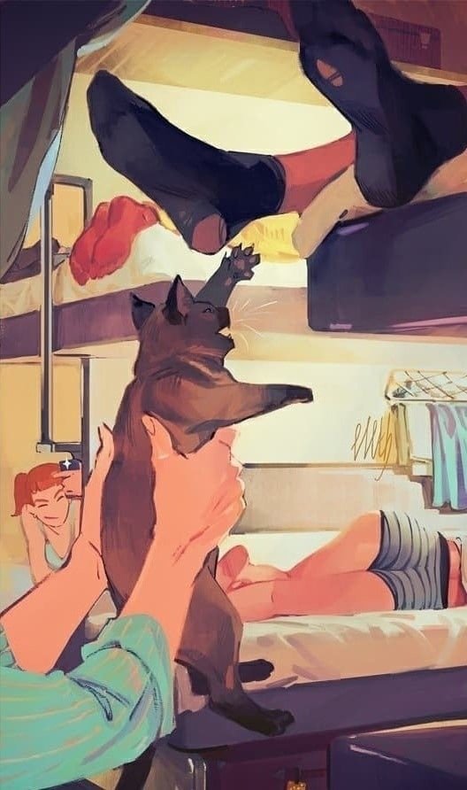 Плацкарт и котики!