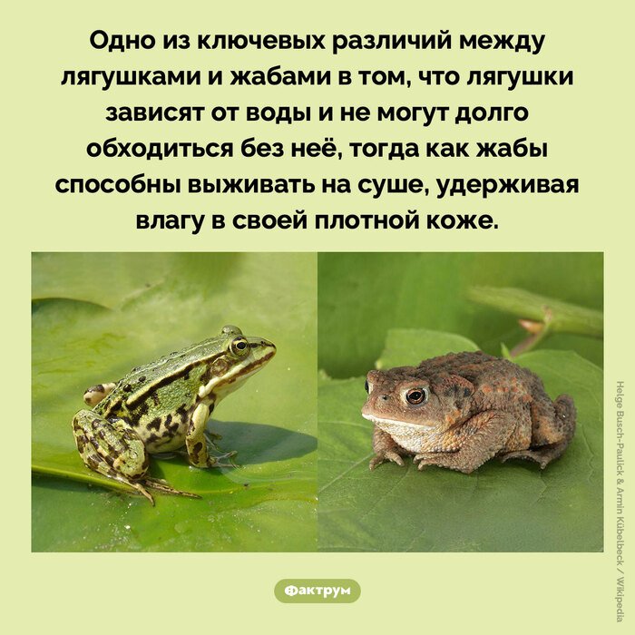 Подборка интересных фактов