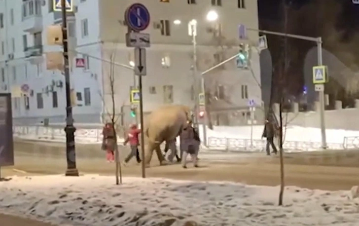 По улице слона водили: сбежавший гигант устроил турне по центру Самары | Источник:  Mash / T.me