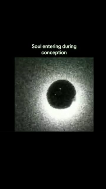 Искра жизни: ученые засняли вспышку при зачатии человека