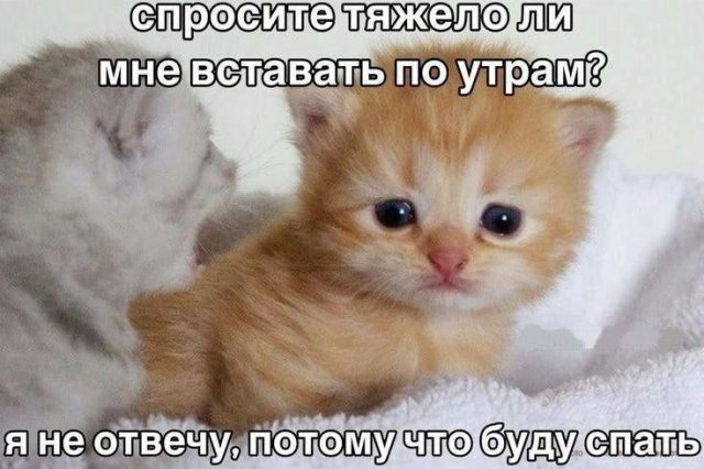 Смешные мемы - 06.02.2026