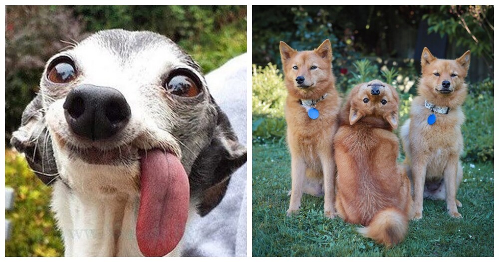 25 умилительных сцен из жизни пёселей, демонстрирующих их мастерство импровизации