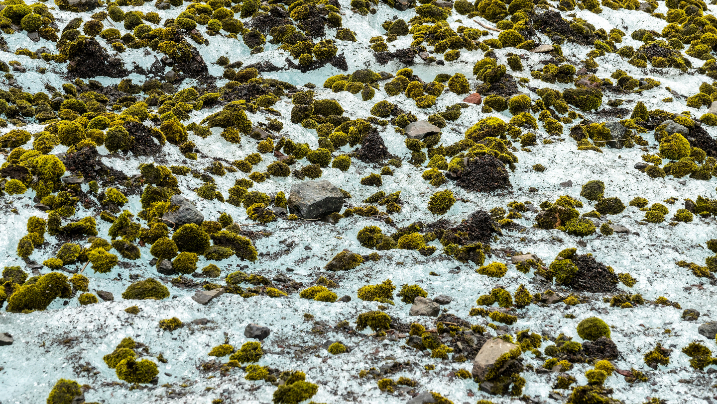 Ледниковые мыши