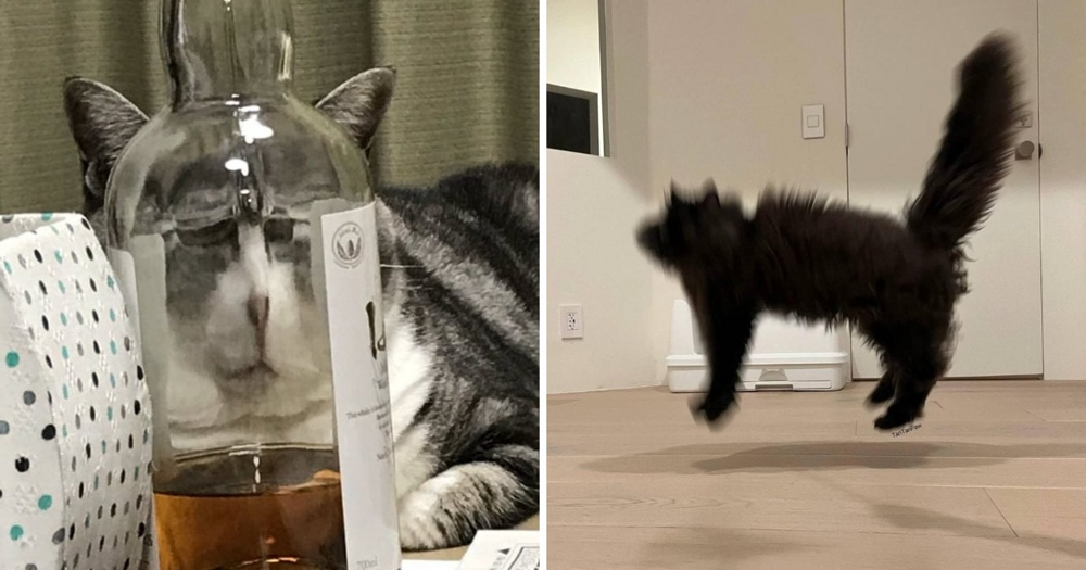 18 фотографий котиков, которые оказались не в фокусе 18 фотографий котиков, которые оказались не в фокусе