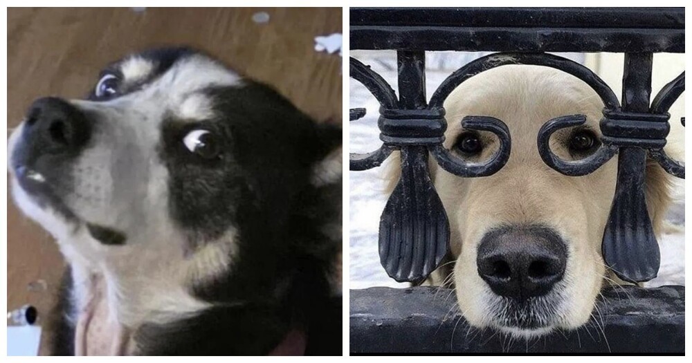 30 порций радости, которую пёсели способны подарить, просто делая свои собачьи дела 30 порций радости, которую пёсели способны подарить, просто делая свои собачьи дела