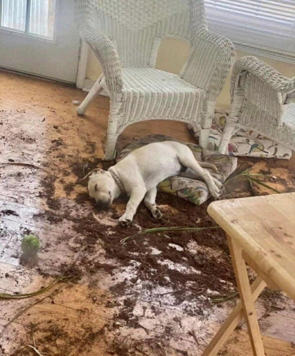 10. Ох, нелёгкая это работа - разломать и загадить так что-то 10. Ох, нелёгкая это работа - разломать и загадить так что-то