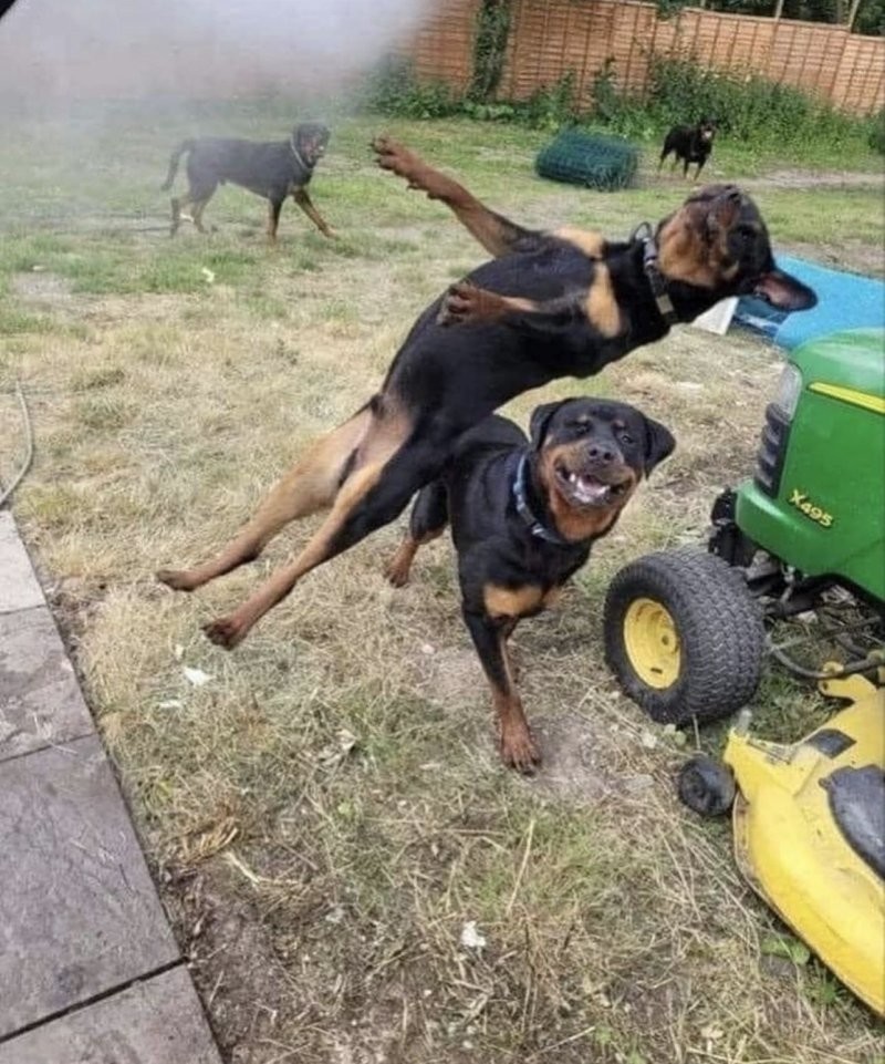 15. От улыбки станет всем светлей 15. От улыбки станет всем светлей