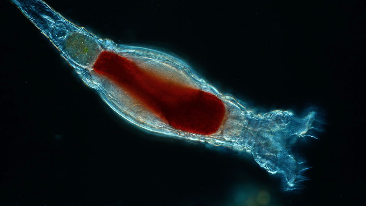 Коловратки