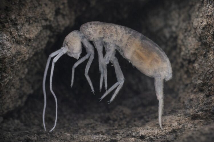 Найдено животное, которому не нужен свет и кислород (почти). Это крошечное создание способно жить в полной темноте. Фото.