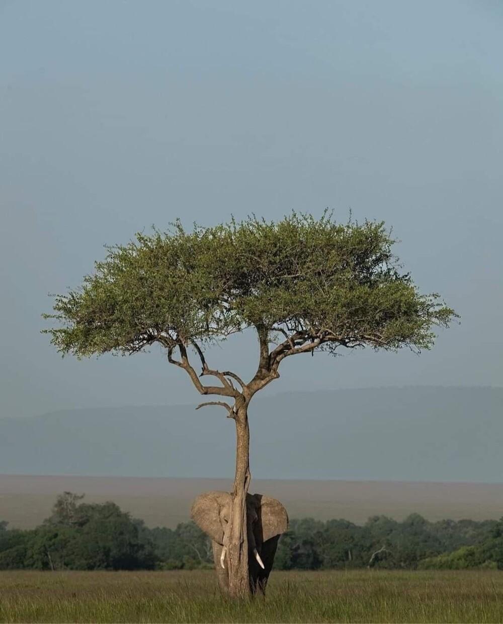 3. Прятки - это не конёк слонов