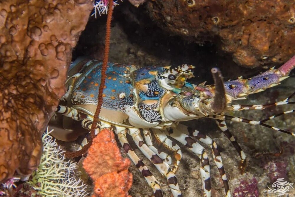 16. Невероятно яркий тропический каменный омар