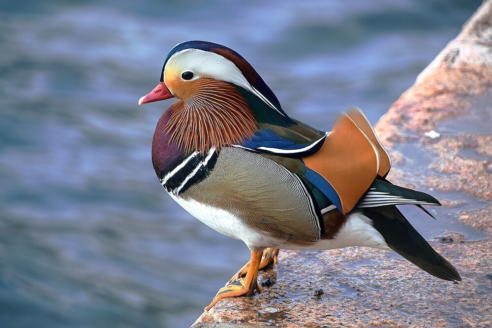 11. Средоточие цвета - утка мандаринка