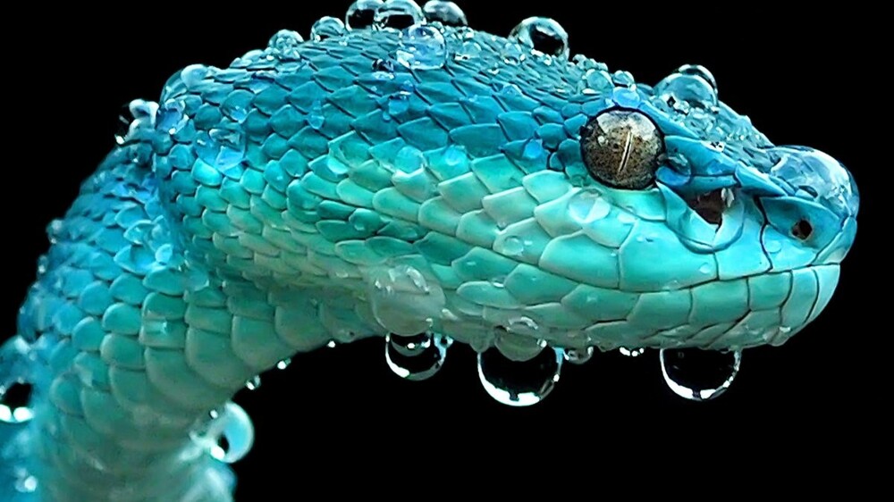 12. Голубая куфия - ядовитая, но очень красивая змея