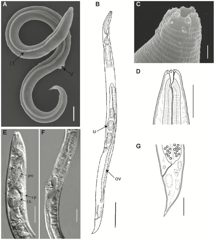 Фото: Alexei V. Tchesunov and Anastasia Shatilovich / Institute of Physicochemical and Biological Problems in Soil Science RAS