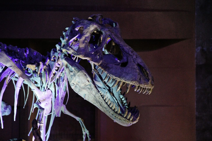 В погоне за драконами: как монгольские легенды помогли Ивану Ефремову отыскать кладбища динозавров в пустыне Гоби | Источник: PH.D GARY LEE TODD